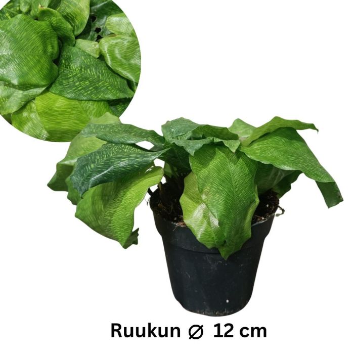 VERKKOMAIJA Calathea (Goeppertia) 'Network' P12 Maija(kki), jonka lehdet ovat verkkokuvioidut