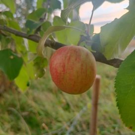 SYYSOMENA 'HETA' Malus domestica 'Heta' AT 7,5L