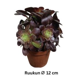 MEHIPUU 'BUSHING BEAUTY' Aeonium 'Bushing Beauty' P12