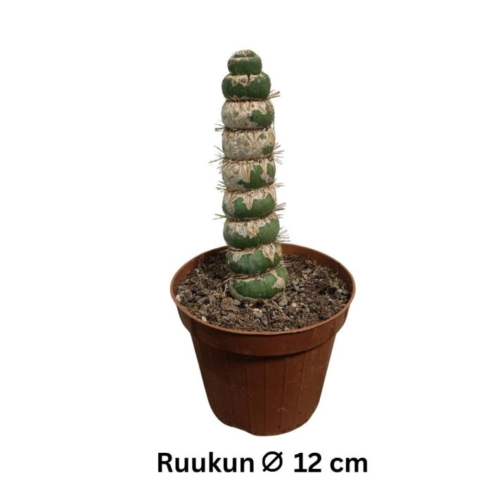 KAKTUS Eulychnea castanea spiralis P12 Hassun kierteisesti kasvava kaktuslajike KAKTUS Eulychnea castanea spiralis P12 Hassun kierteisesti kasvava kaktuslajike