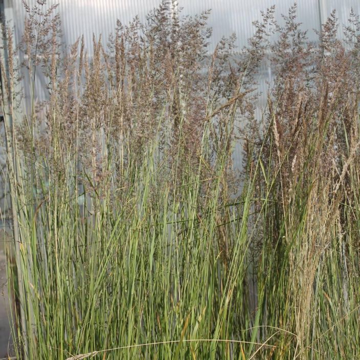 KORISTEKASTIKKA Calamagrostis acut. 'Karl Foerster' P11 Matastava, korkea koristeheina