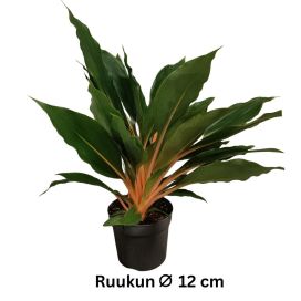 MANDARIINILILJA Chlorophytum orchidastrum 'Green Orange' P12