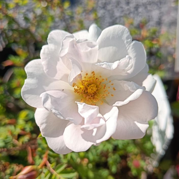 JUHANNUSRUUSU Rosa spinosissima 'Plena' At 3 L VAIN NOUTO