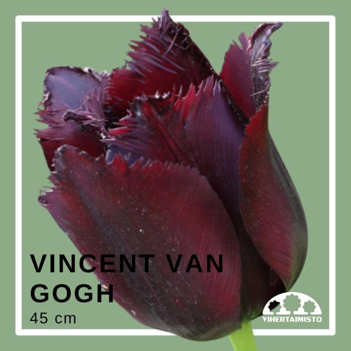 TULPPAANI 'VINCENT VAN GOGH' Tulipa 'Vincent Van Gogh' 15 sipulia Tumma rimpsureunatulppaani / ENNAKKOMYYNTI: toimitus