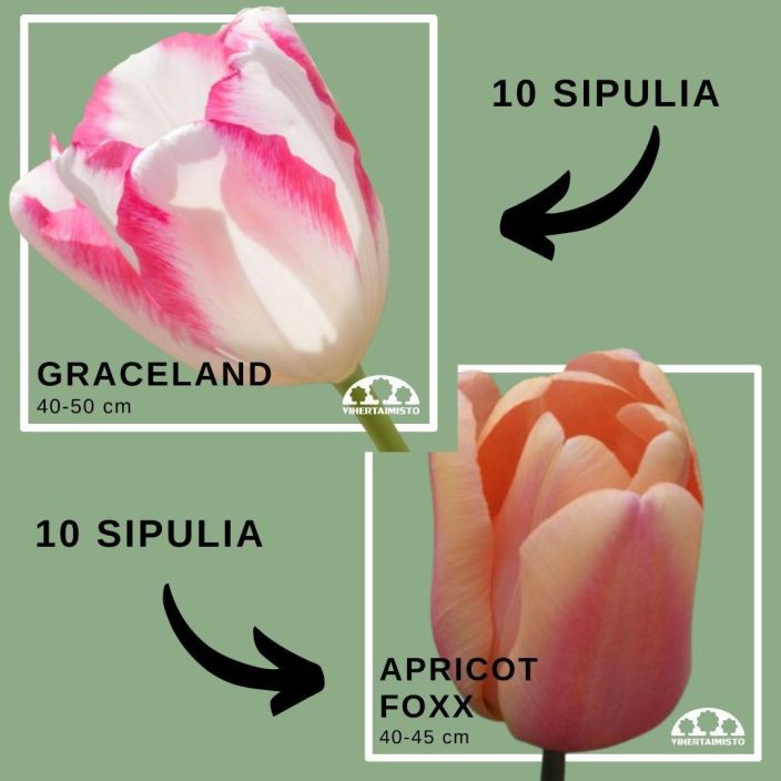 TULPPAANIMIX 'APRICOT FOXX' + 'GRACELAND' 20 sipulia 10x'Apricot Foxx' + 10x'Graceland' / ENNAKKOMYYNTI: toimitus