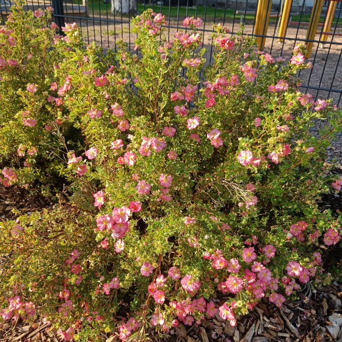 PENSASHANHIKKI 'PINK STAR' Dasiphora fruticosa 'Happy Hearts™ Pink Star' At 3 L Vaaleanpunakukkainen tiivis lajike