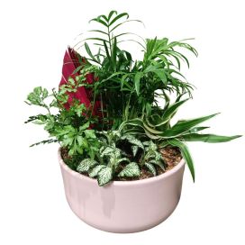 VIHERKASVI-ISTUTUS V.PUN. ASTIASSA