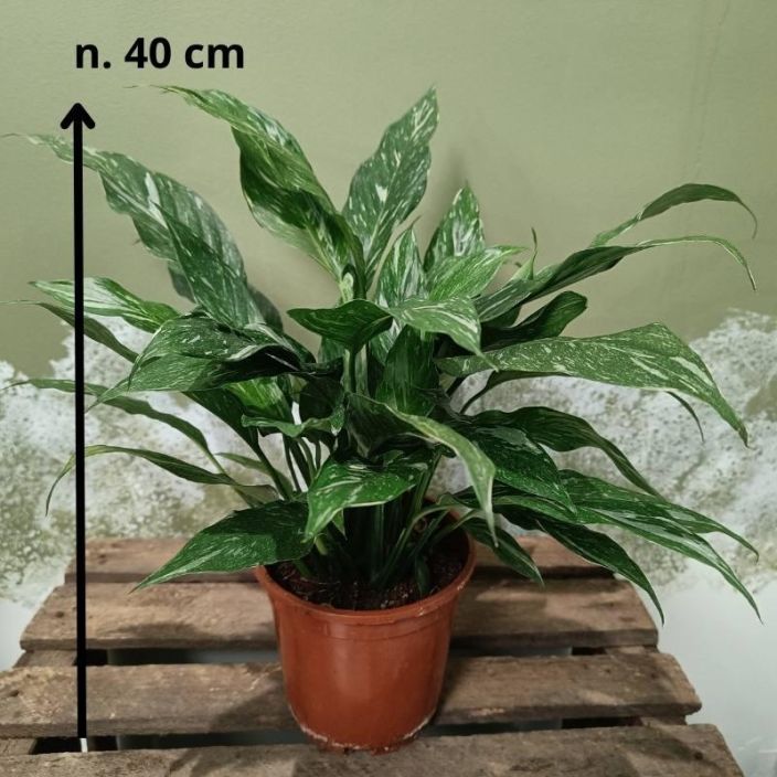 Spathiphyllum wallisii 'Diamond', viirivehka P14 Viirivehkan kirjavalehtinen lajike