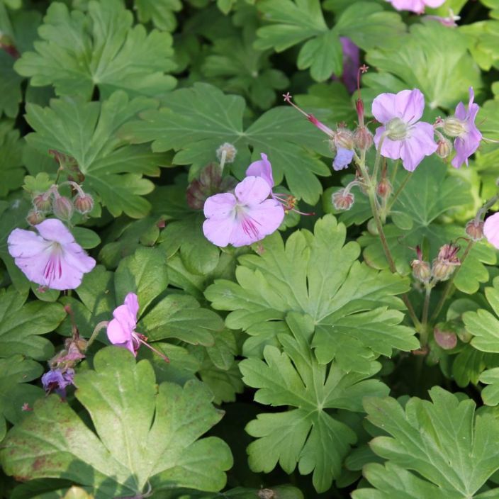 Geranium x cantabrigiense 'Cambridge, Peittokurjenpolvi VAIN NOUTO