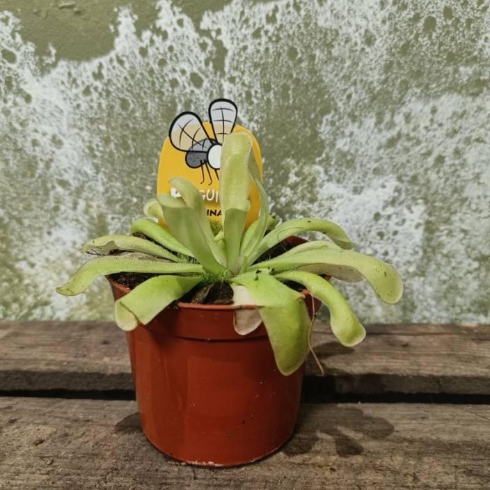 YOKONLEHTI 'ANNA' Pinguicula 'Anna' P8,5 Tahmealehtinen lihansyojakasvi