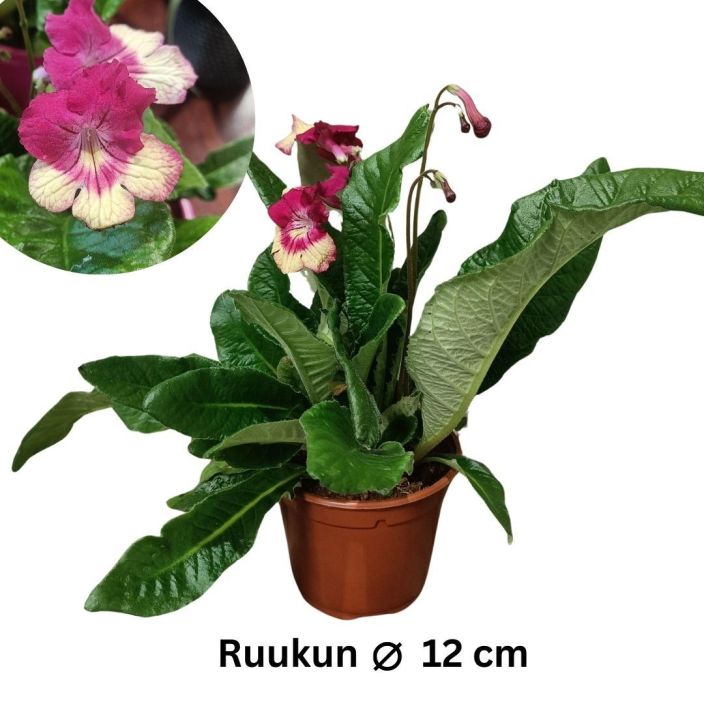 SOILIKKI 'MERLIN' Streptocarpus 'Merlin' Punakeltakukkainen perinnekasvi