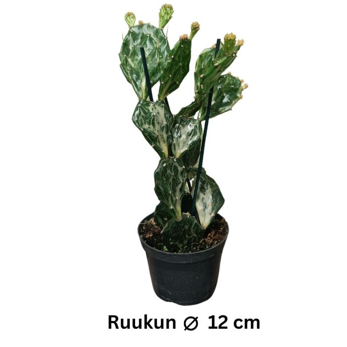 JAMAIKANOPUNTIA 'GHOST' Opuntia jamaicensis 'Ghost' P12 Kirjavaversoinen kaktus