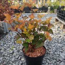 KIRJOHEISIANGERVO 'MAGIC BALL' Physocarpus opulifolius 'Magic Ball' AT 3L