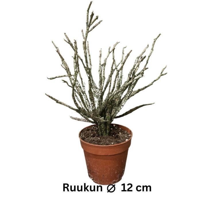 TYRAKKI Euphorbia platyclada P12 Kummallisennakoinen tyrakki, jonka kuuluu nayttaa vahan kuolleelta