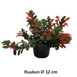 TULIKÖYNNÖS 'KRAKATAU' Columnea 'Krakatau' P12