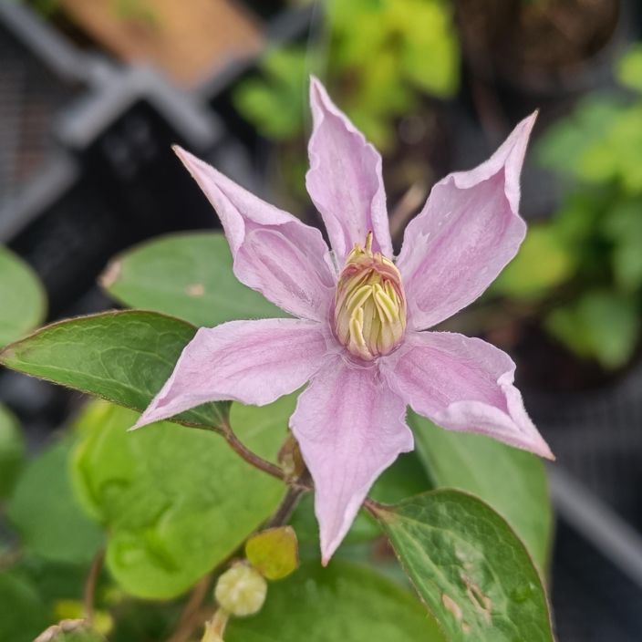 TARHAVIINIKARHO 'JUSTA' Clematis viticella-r. 'Justa' At 2L Laventelinsavyinen karholajike