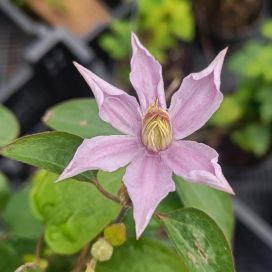 TARHAVIINIKÄRHÖ 'JUSTA' Clematis viticella-r. 'Justa' At 2L