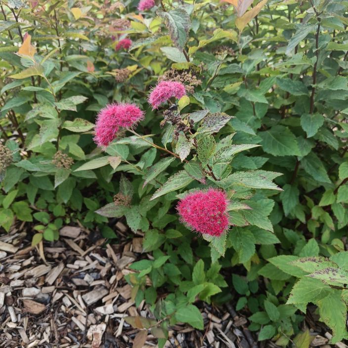 JAPANINANGERVO 'DOUBLE PLAY DOOZIE' Spiraea x 'NCSX2' Double Play® DOOZIE At 3 L Jopa hieman raikeanvarinen angervo / VAIN