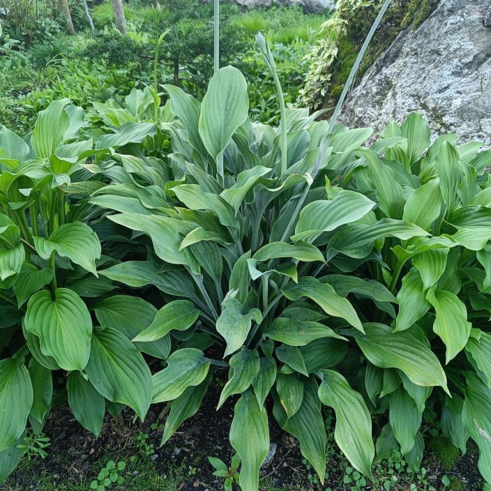 JALOKUUNLILJA 'KROSSA REGAL' Hosta Tarhafunkia-r. 'Krossa Regal P10 Sinertavalehtinen kuunlilja