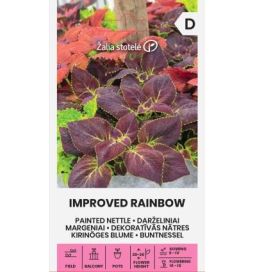 Värinokkonen 'Improved Rainbow'