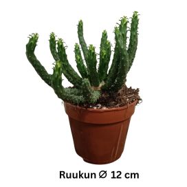 TYRÄKKI Euphorbia inermis P12