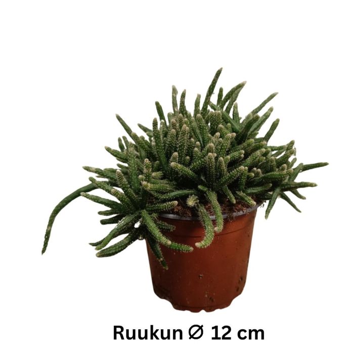 HIUSKORALLIKAKTUS / HIIRENHANTAKAKTUS Rhipsalis baccifera horrida P12 Amppeliin sopiva kaktus HIUSKORALLIKAKTUS / HIIRENHANTAKAKTUS Rhipsalis baccifera horrida P12 Amppeliin sopiva kaktus