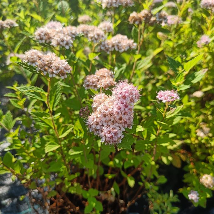 KEIJUANGERVO 'LITTLE PRINCESS' Spiraea japonica 'Little Princess' At 3L Monikayttoinen koristepensas / VAIN NOUTO Korkeus