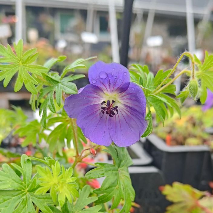 JALOKURJENPOLVI 'ROZANNE' Geranium risteymat 'Rozanne' P11 Palkittu kurjenpolvilajike