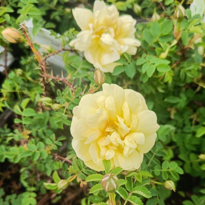 VILJAMINKELTARUUSU Rosa Harisonii-r. 'William's double yellow' VAIN NOUTO