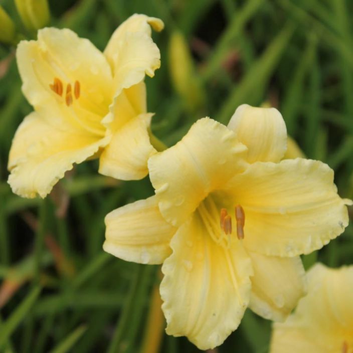 Hemerocallis 'Fragrant Treasure', tarhapaivanlilja P10