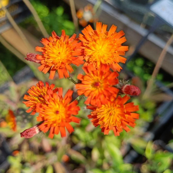 ORANSSIKELTANO Pilosella aurantiaca P9 Oranssikukkainen porriaisten suosikki, leviaa!