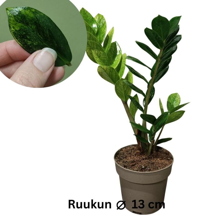 PALMUVEHKA 'CHAMELEON' Zamioculcas zamiifolia 'Chameleon' P13 Kirjavalehtinen palmuvehka / Myynnissa juuri kuvassa oleva