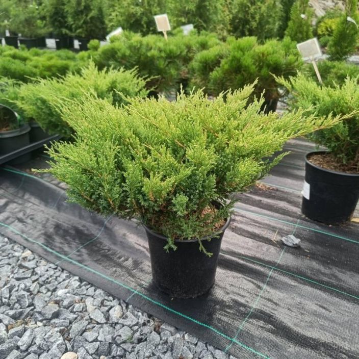 Juniperus horizontalis 'Andorra Compact', laakakataja astiataimi 30-40 cm