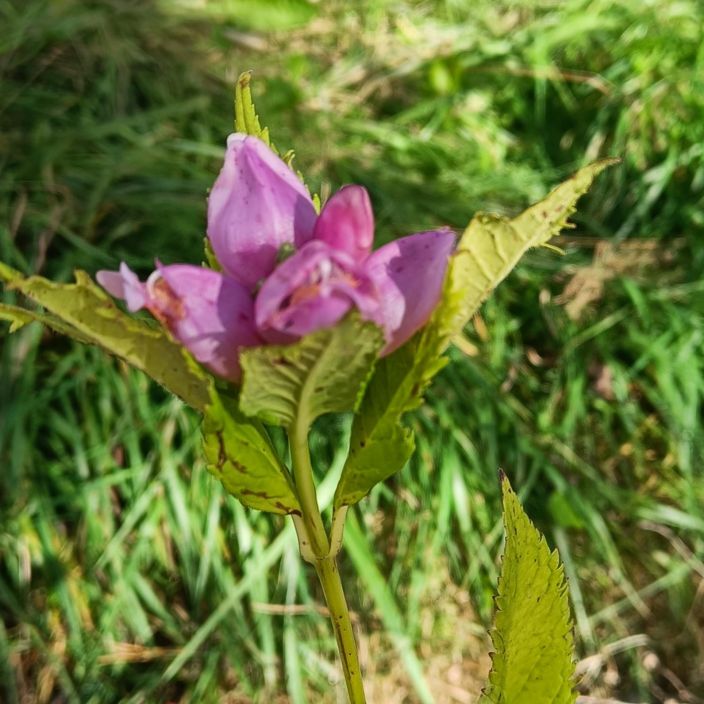 PUNAKONNANYRTTI Chelone lyonii 'Hot Lips' P11 Keskikorkea perenna, jolla on roosanpunainen kukka