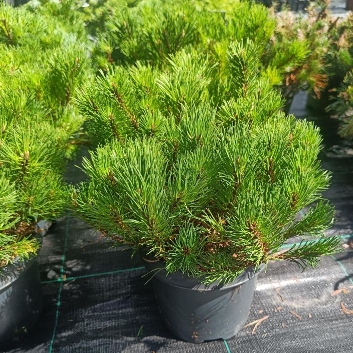 KAAPIOVUORIMANTY 'PUMILIO' Pinus mugo 'Pumilio' 20-30 cm Pienena pysyva vuorimantylajike. / VAIN NOUTO