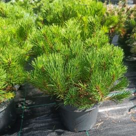 KÄÄPIÖVUORIMÄNTY 'PUMILIO' Pinus mugo 'Pumilio' At 2L