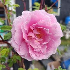 TERESANRUUSU Rosa 'Therese Bugnet' RUNGOLLINEN