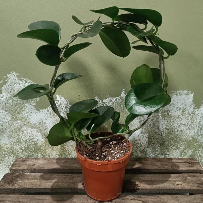 AUSTRALIANPOSLIINIKUKKA Hoya australis kaaressa P12 Vihrealehtinen posliinikukka