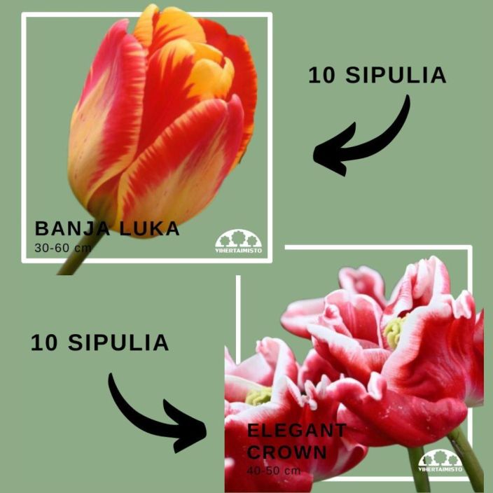 TULPPAANIMIX 'BANJA LUKA' + 'ELEGANT CROWN' 20 sipulia 10x'Banja Luka' + 10x'Elegant Crown' / ENNAKKOMYYNTI: toimitus