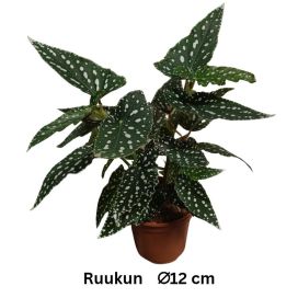 PILKKUBEGONIA Begonia pseudolubbersii P12