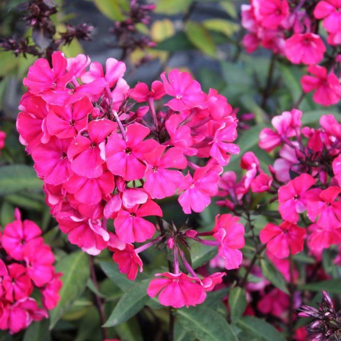 Phlox paniculata 'Starfire', syysleimu
