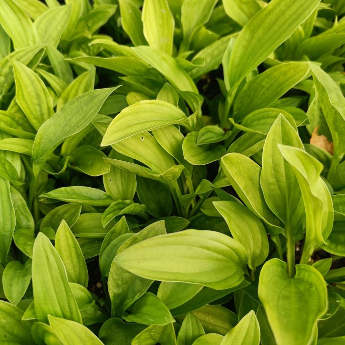 KUUNLILJA 'SNOW FLAKES' Hosta Tarhafunkia-r. 'Snow Flakes' P10 Matala, vihrealehtinen ja valkokukkainen kuunlilja. Sopii