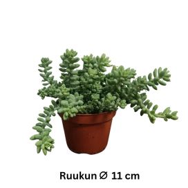 AASINMAKSARUOHO Sedum morganianum 'Burrito' P11