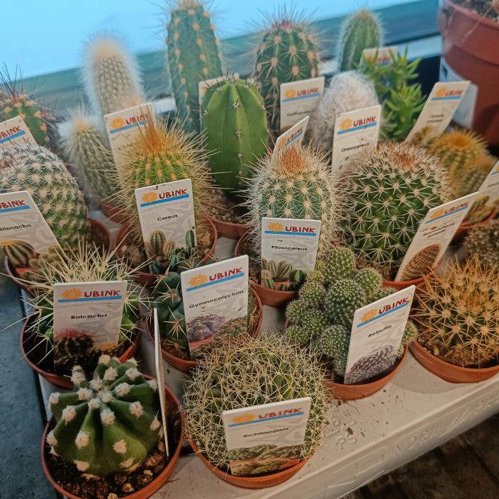 KAKTUS mix P5,5 Erilaisia pikkukaktuksia / 4 kpl 10€