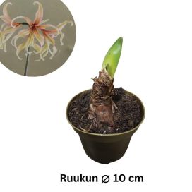 RITARINKUKKA (AMARYLLIS) 'JUNIPER' Hippeastrum 'Juniper' P10