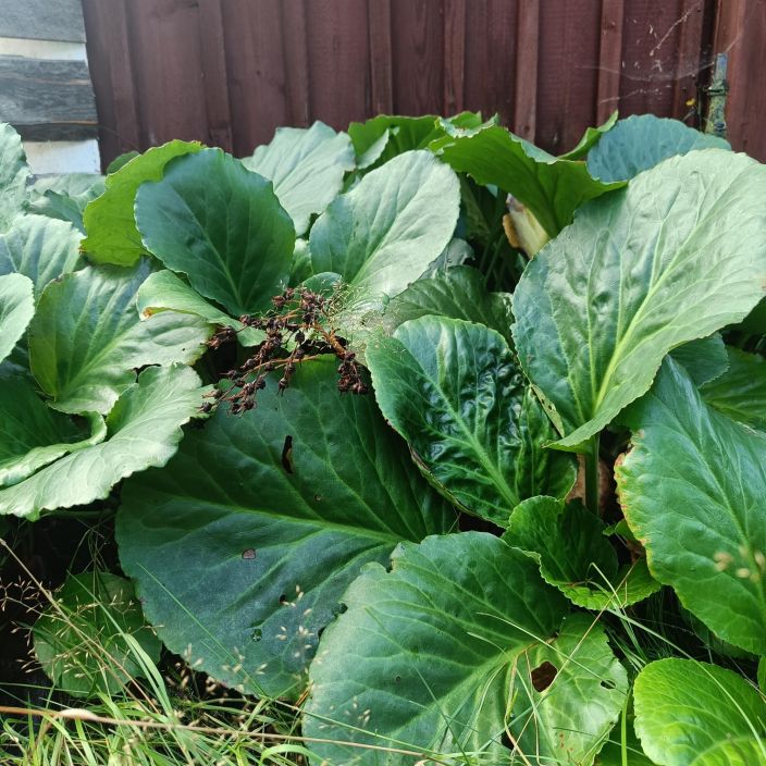 HERTTAVUORENKILPI Bergenia cordifolia P11 Perinteinen, isolehtinen perenna