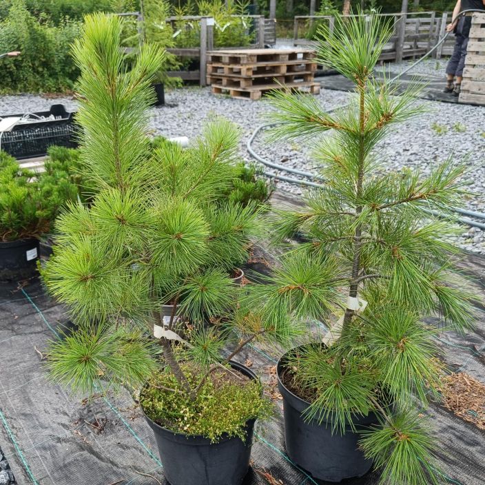 MAKEDONIANMANTY Pinus peuce 60-80 cm Tuuhea, pystykasvuinne mantylajike / VAIN NOUTO