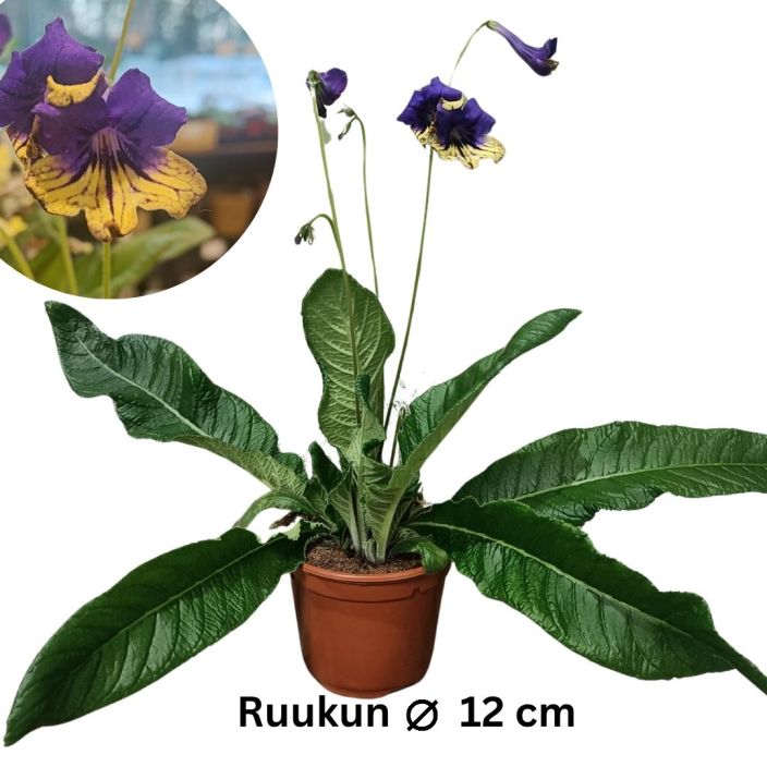 SOILIKKI 'ALEXIS' Streptocarpus 'Alexis' P12 Sinikeltakukkainen perinnekasvi / tullut meille kukkivana 19.1.