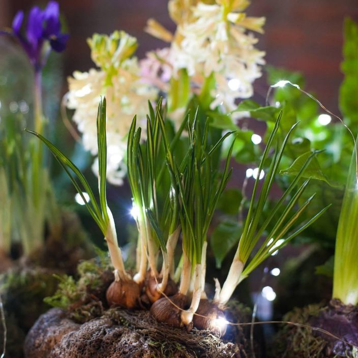 JOULUKOKEDAMA 13.12. klo 14.00 Kaari joulukukka sammalpalloon ja koristele se, eli tee joulukokedama kotiinviemisiksi