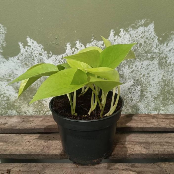 KULTAKOYNNOS 'NEON' Epipremnum aureum (pinnatum) 'Neon' P12 Kellertavalehtinen kultakoynnos
